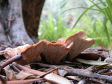 Abortiporus biennis image