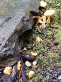 Cantharellus enelensis image