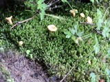 Cantharellus enelensis image