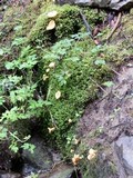 Cantharellus enelensis image