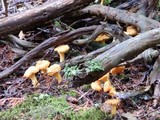 Cantharellus enelensis image