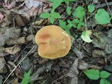 Boletus subglabripes image