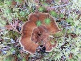Coltricia perennis image