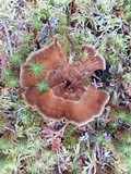 Coltricia perennis image