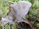 Coltricia perennis image