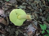 Boletus subglabripes image