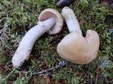 Cortinarius caperatus image
