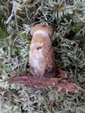 Tapinella atrotomentosa image