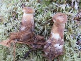 Tapinella atrotomentosa image