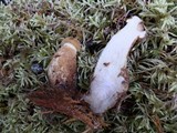 Tapinella atrotomentosa image