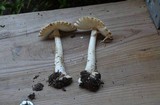 Amanita aestivalis image