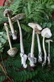 Amanita sinicoflava image