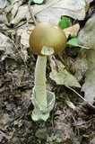 Amanita sinicoflava image