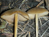 Nolanea holoconiota image