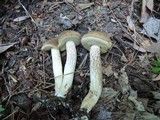 Retiboletus griseus image