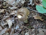 Retiboletus griseus image