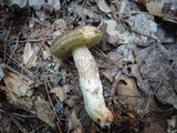 Retiboletus griseus image