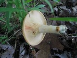 Lactarius maculatipes image