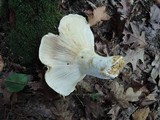Lactarius deceptivus image