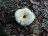 Lactarius deceptivus image