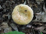 Lactarius psammicola image