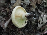 Lactarius psammicola f. glaber image