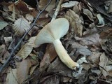 Lactarius volemus image