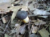 Retiboletus griseus image
