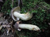 Retiboletus griseus image