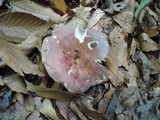 Russula vinosobrunnea image