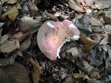 Russula vinosobrunnea image