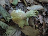Russula vinosobrunnea image