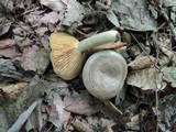 Lactarius pyrogalus image