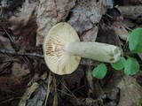 Lactarius pyrogalus image
