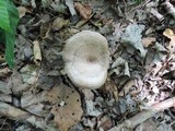 Lactarius pyrogalus image