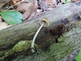 Pouzarella flavoviride image