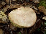 Boletus roseoalbidus image
