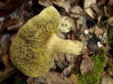 Boletus roseoalbidus image