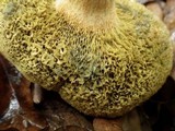 Boletus roseoalbidus image