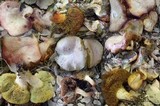 Boletus roseoalbidus image