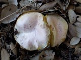 Boletus roseoalbidus image