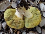 Boletus roseoalbidus image
