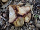 Boletus roseoalbidus image