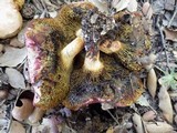 Boletus roseoalbidus image