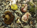 Boletus roseoalbidus image