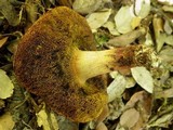 Boletus roseoalbidus image