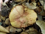 Boletus roseoalbidus image