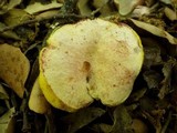 Boletus roseoalbidus image