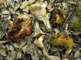 Boletus roseoalbidus image