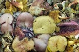 Boletus roseoalbidus image